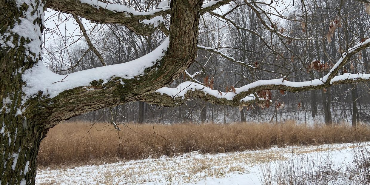 Nature therapy in the winter is fabulous...