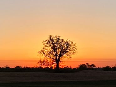 Conservation of Champion tree
Lancaster, PA