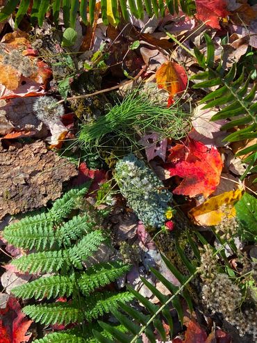 Nature therapy in Lancaster is about appreciating variety.
