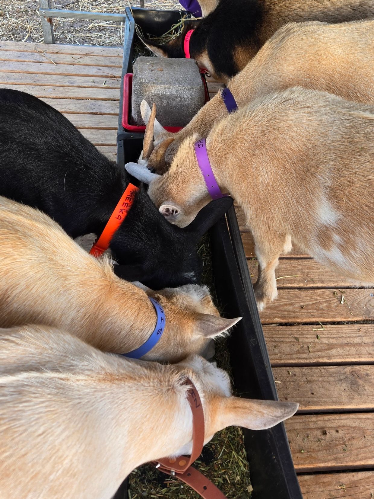 Five goats with colorful collars eating from a trough on wooden floor.