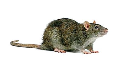 Rattus norvegicus