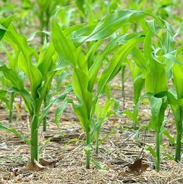 Corn in early stage of growth