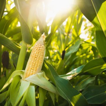 Sunlit ear of corn in a green cornfield.