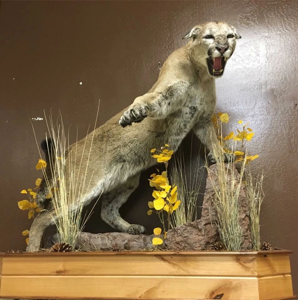 Authentic Taxidermy