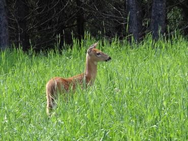 on peut en voir sur notre terrain