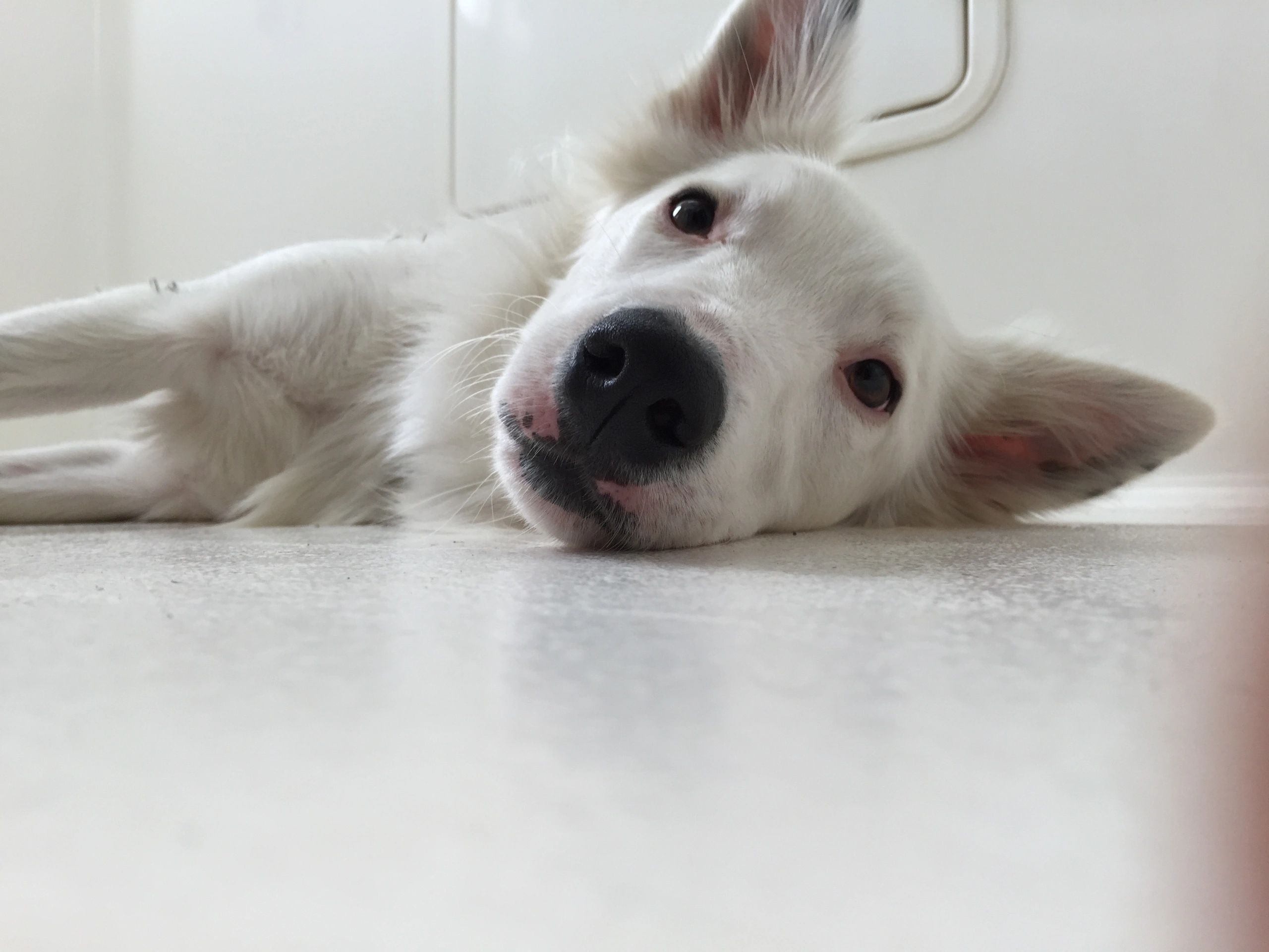 Little Red Wolf Mobile Dog Grooming