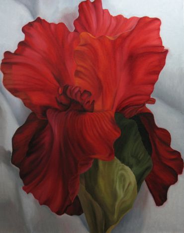 Red Iris, flower, oil painting