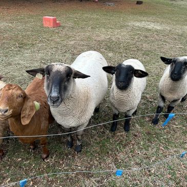 Four sheep and one brown goat standing behind a wire fence in a grassy area.