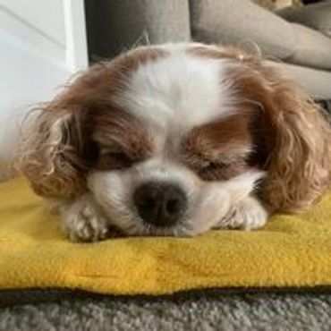 Cavalier King Charles Spaniel sleeping on a yellow flat bed