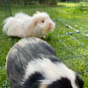 Two guinea pigs in an outside run (on grass).