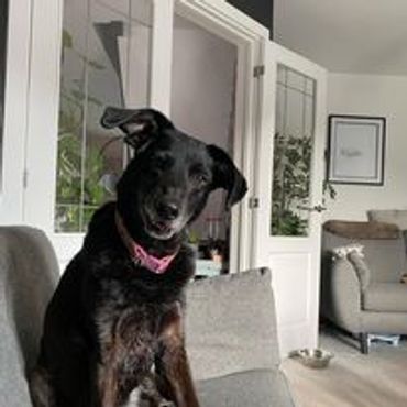 Black dog with a grey mouth sitting on a sofa looking at camera.