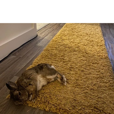 Netherland Dwarf rabbit lay on a fluffly yellow runner in a hallway