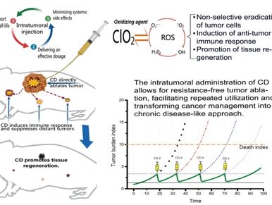 Preclinical Research Report on Intratumoral Chlorine Dioxide Injection Therapy