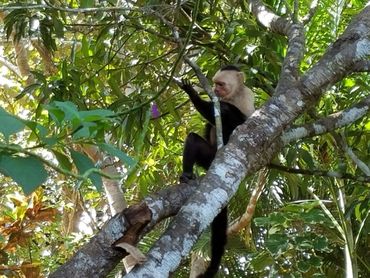monkey-colina-carolina-montezuma-wildlife-costa-rica-vacation