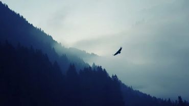 mountains and trees with gray sky and one bird