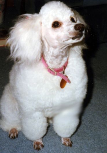 white poodle wearing a pink collar