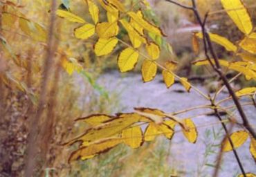 yellow leaves and trees with lake