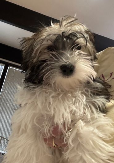 Fluffy small dog with curly fur looking at the camera.