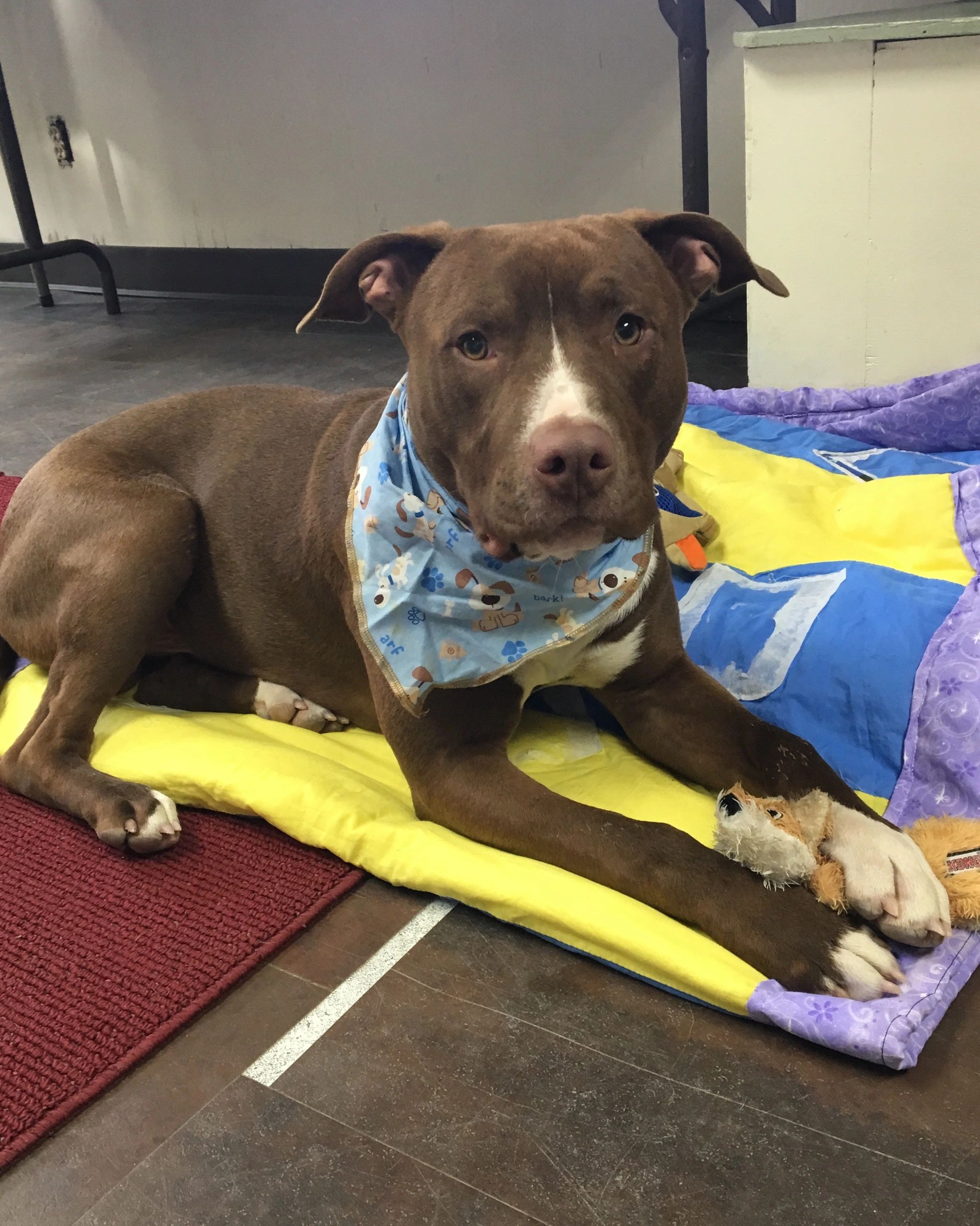 Pet Shelter, Adoption Pet adoption league Boise, Idaho