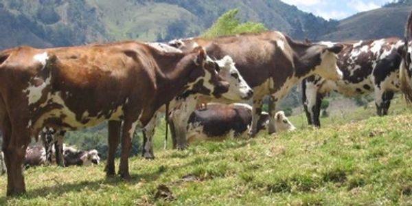 Parrilleros del Sur. Talleres y Cursos de Parrilla y Asado