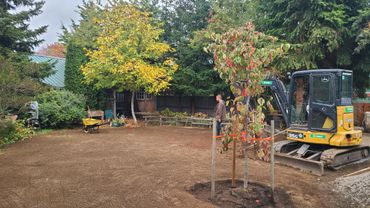 A backyard with a mini excavator, a person, and newly planted trees.