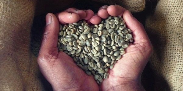 green coffee beans in cupped hands making them heart shaped