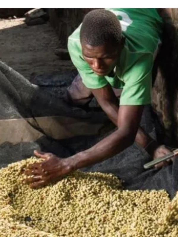 A Congolese man washing green coffee
