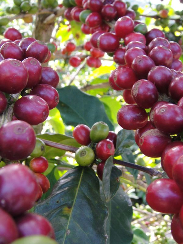 Red coffee berries growing on a bush