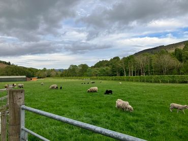 Where we stayed had a working farm with sheep, goats, horses ...