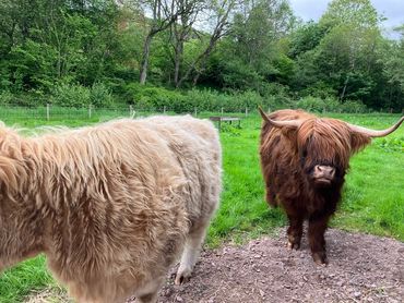 ... and "wee koos" (cows). These are known as Highland Cows and are very gentle. We got to pet them.