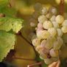 Fine wine grapes