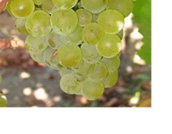 Chardonnay