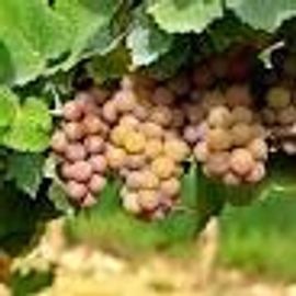 Wine grapes