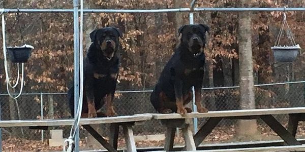 Rottweilers