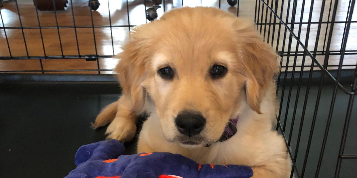 Puppy in crate