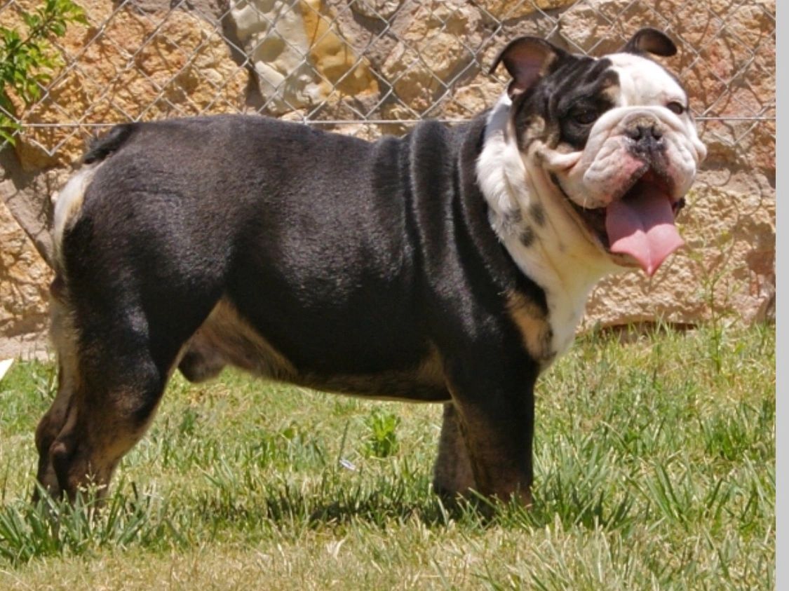 English Bulldog Black Tri Colored Rare Bulldogs Back N Black Pepsi