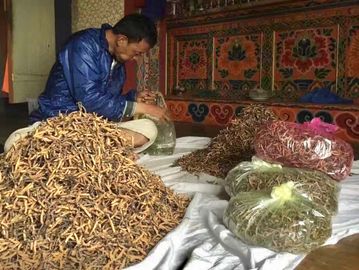 CORDYCEPS FROM BHUTAN, Bhutan Cordyceps.  #cordyceps #Đôngtrùnghạthảo