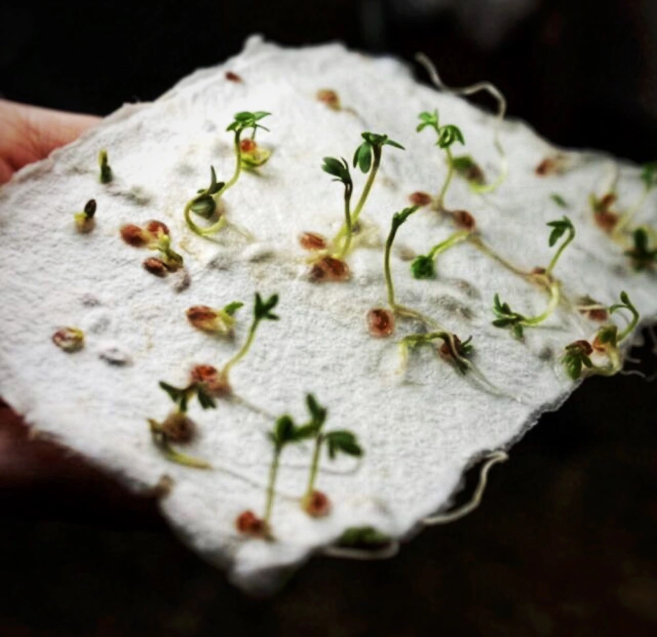 Plantable seed paper that has sprouted. Black background