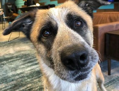 leon the rescue