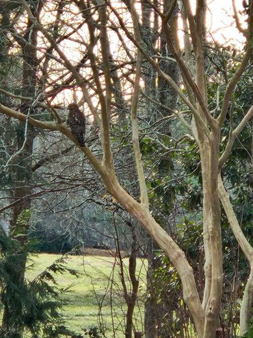 closeup shot of a tree without leaves and a bird on it