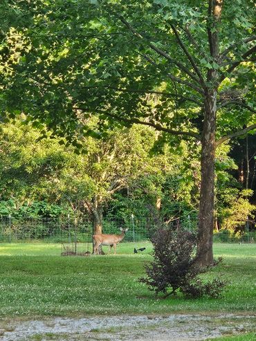 a deer under a tree in the garden
