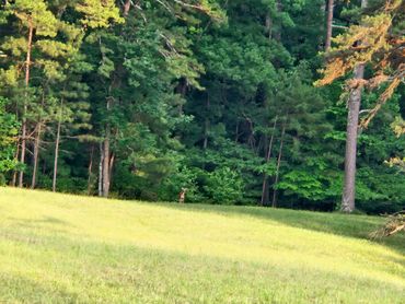 a neat and clean green land and trees