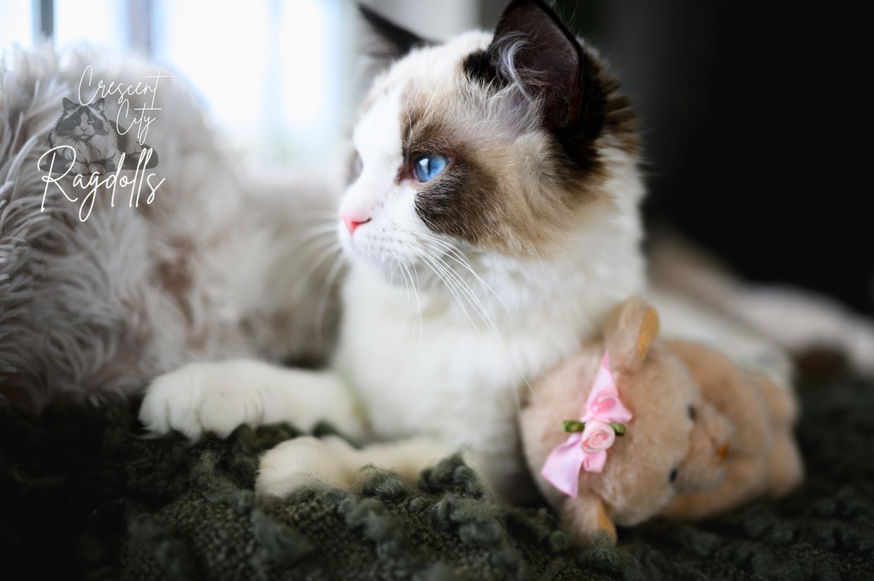 Ragdoll kitten photography photoshoot