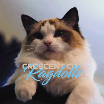 Crescent city ragdoll cats, ragdoll cat breeders, ragdoll breeders near me