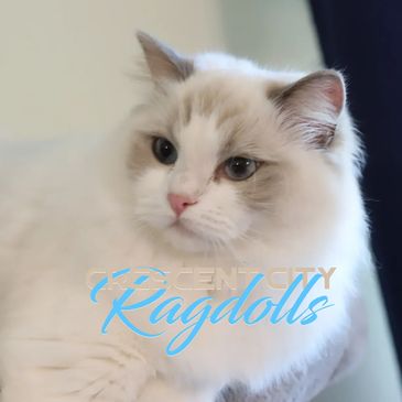 Crescent city ragdolls, ragdoll breeders near me