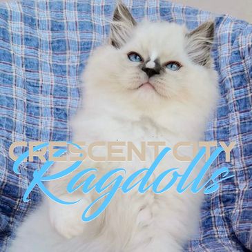 crescent city ragdoll cats, ragdoll cat breeders near me
