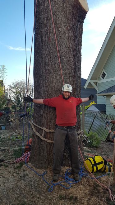 Cedar tree removal exceptional tree