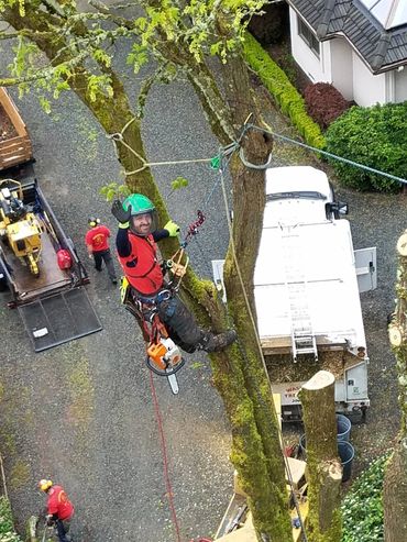 Maple tree removal