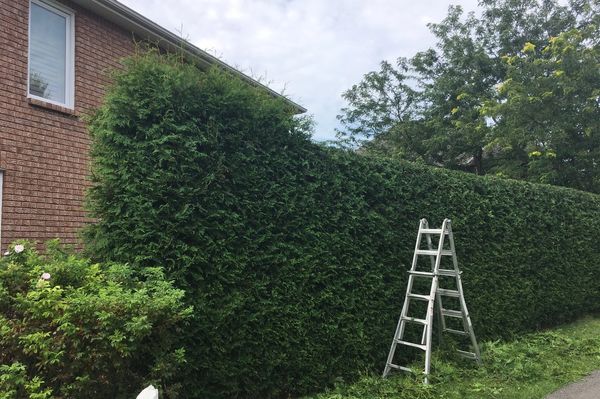 Bush trimming