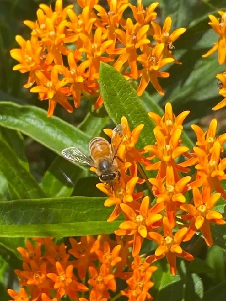 A Northern Amber Bumblebee on the Butterfly Milkweed (Asclepius tuberosa)